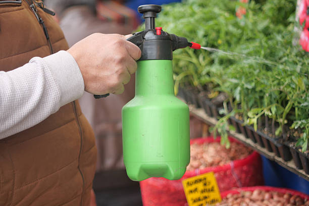 a person uses a green handheld sprayer to water plants at a market. a person uses a green handheld sprayer to water plants at a market.